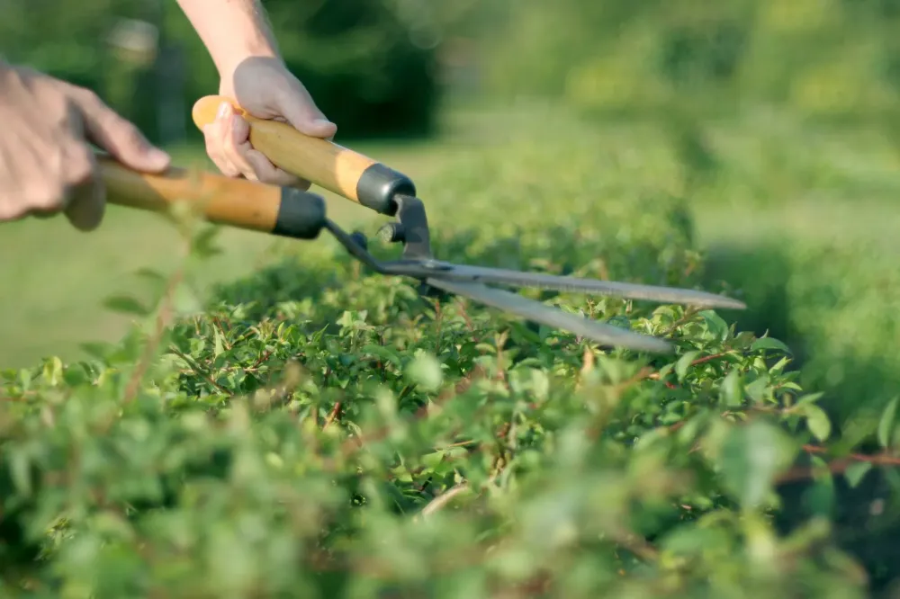 Entretien de jardin